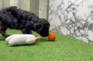 Best Cavapoo Baby