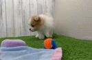 Pomeranian Puppy for Adoption