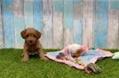 Meet Blake - our Cavapoo Puppy Video
