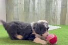 Aussiechon Puppy for Adoption