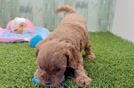 Meet Trenton - our Cavapoo Puppy Video