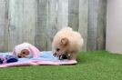 Best Pomachon Baby
