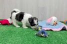 Fluffy Teddy Bear Designer Pup