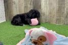 Mini Goldendoodle Pup Being Cute