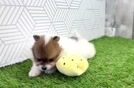 Pomeranian Puppy for Adoption