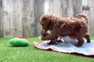 Mini Irish Doodle Pup Being Cute