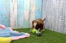Funny Cavapoo Poodle Mix Pup
