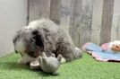 Adorable Mini Bernadoodle Poodle Mix Puppy