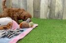 Popular Mini Irish Doodle Poodle Mix Pup