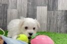 Popular Maltese Purebred Pup