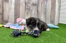 Hypoallergenic Aussiepoo Poodle Mix Puppy