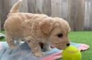 Funny Maltipoo Poodle Mix Pup