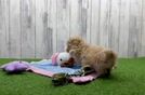 Meet Flynn - our Maltipoo Puppy Video