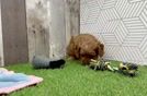Funny Cavapoo Poodle Mix Pup