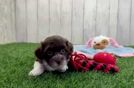 Havapoo Puppy for Adoption
