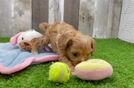 Cavapoo Pup Being Cute