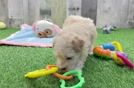 Maltipoo Pup Being Cute