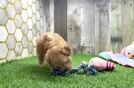 Meet Flynn - our Maltipoo Puppy Video
