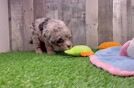 Mini Sheepadoodle Puppy for Adoption