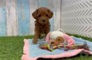 Meet Callista - our Cavapoo Puppy Video