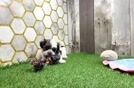 Best Teddy Bear Baby