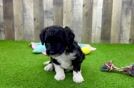 Mini Aussiedoodle Puppy for Adoption