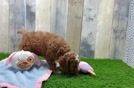 Meet Epic - our Cavapoo Puppy Video  - Seaside Pups Best Cavapoo Baby