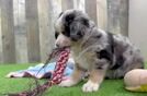 Mini Bernedoodle Pup Being Cute