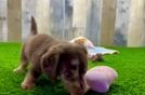 Cute Dachshund Purebred Pup