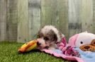 Best Mini Aussiedoodle Baby