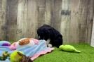 Happy Mini Sheepadoodle Baby