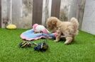 Playful Malt Oodle Poodle Mix Puppy
