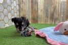 Hypoallergenic Yortese Designer Puppy