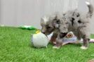Mini Bernedoodle Puppy for Adoption