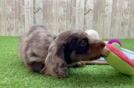 Cute Doxie Purebred Puppy