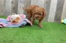 Hypoallergenic Mini Goldiepoo Poodle Mix Puppy