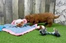 Adorable Golden Retriever Poodle Mix Poodle Mix Puppy