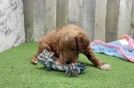 Mini Goldendoodle Puppy for Adoption