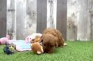Meet Nellie - our Cavapoo Puppy Video