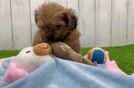 Smart Teddy Bear Designer Pup