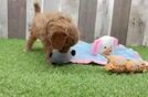 Small Cavapoo Baby