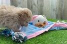 Meet Halo - our Maltipoo Puppy Video