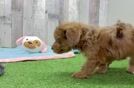 Meet Chad - our Havapoo Puppy Video