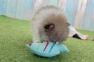 Hypoallergenic Pomeranian Purebred Pup