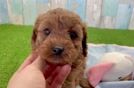 Hypoallergenic Cavadoodle Poodle Mix Puppy