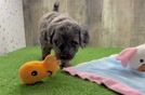 Funny Mini Goldendoodle Poodle Mix Pup
