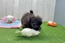 Meet Bella - our Morkie Puppy Video