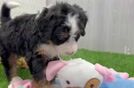 Cute Mini Bernedoodle Baby