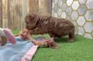 Cavapoo Pup Being Cute