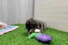 Energetic Mini Bernese Poodle Poodle Mix Puppy